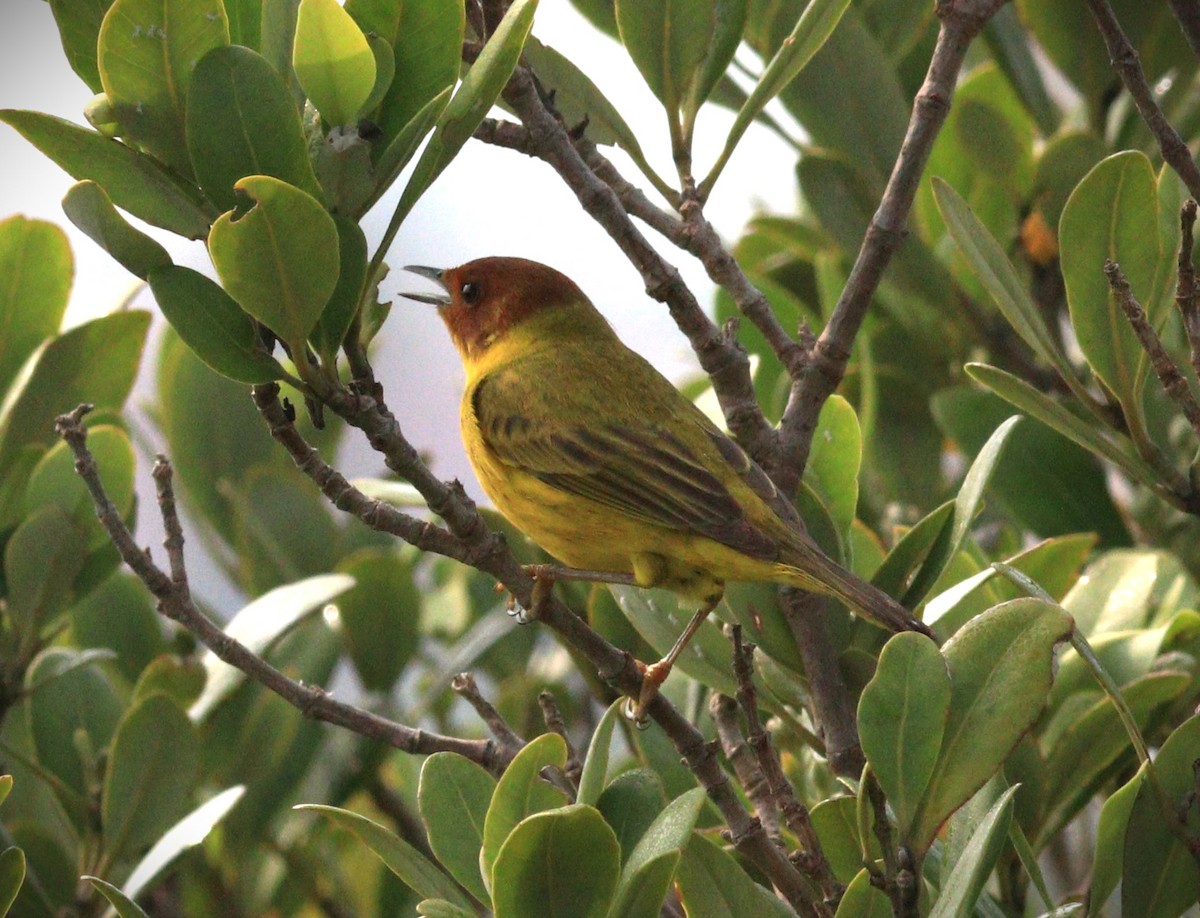 Yellow Warbler - Gigi DelPizzo