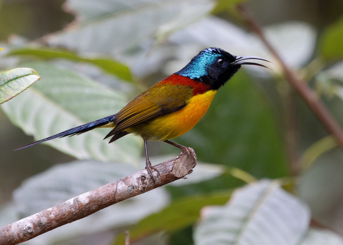 Green-tailed Sunbird - ML619483828