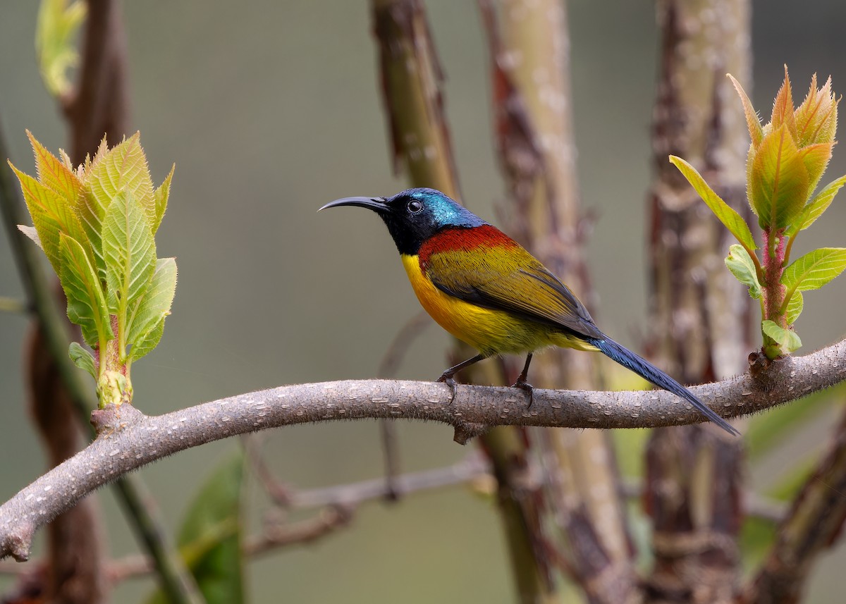 Green-tailed Sunbird - ML619483829