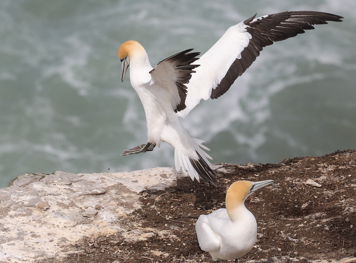 Australasian Gannet - ML619483832