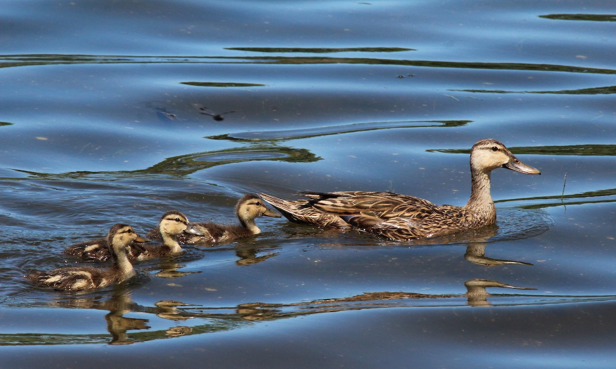 Mallard/Mottled Duck - Mary Keim