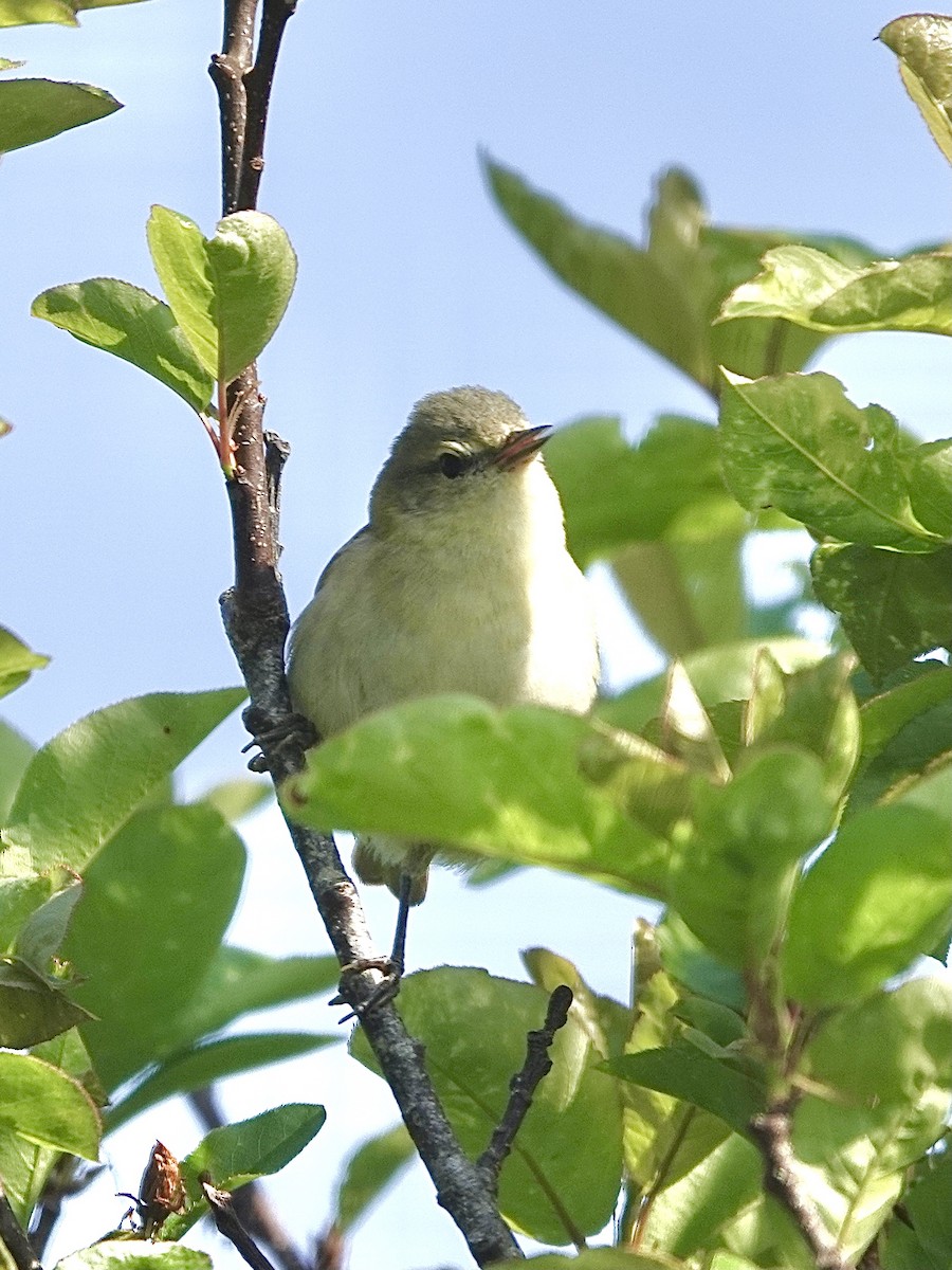 Tennessee Warbler - Howie Nielsen