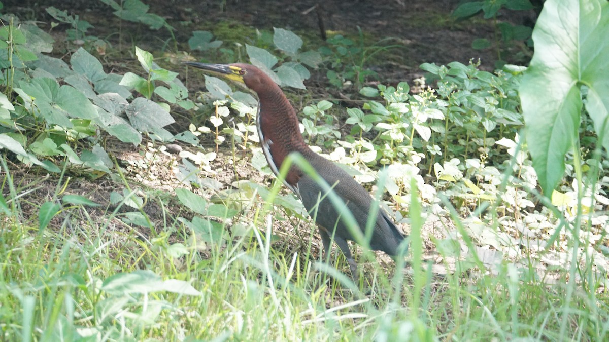 Rufescent Tiger-Heron - Paul Gössinger