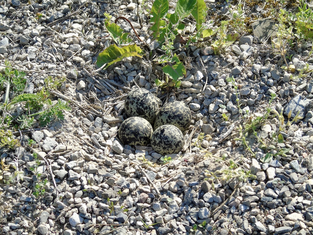 Killdeer - Randy Husson