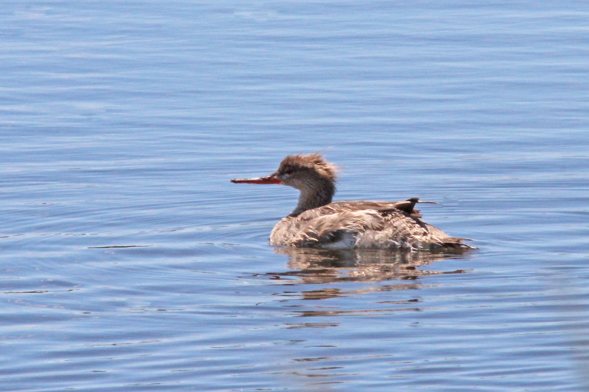 Red-breasted Merganser - Mary Keim