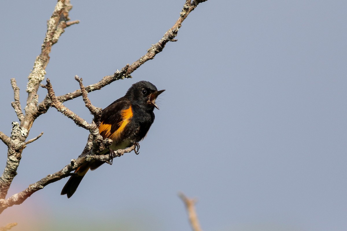 American Redstart - Lily Morello