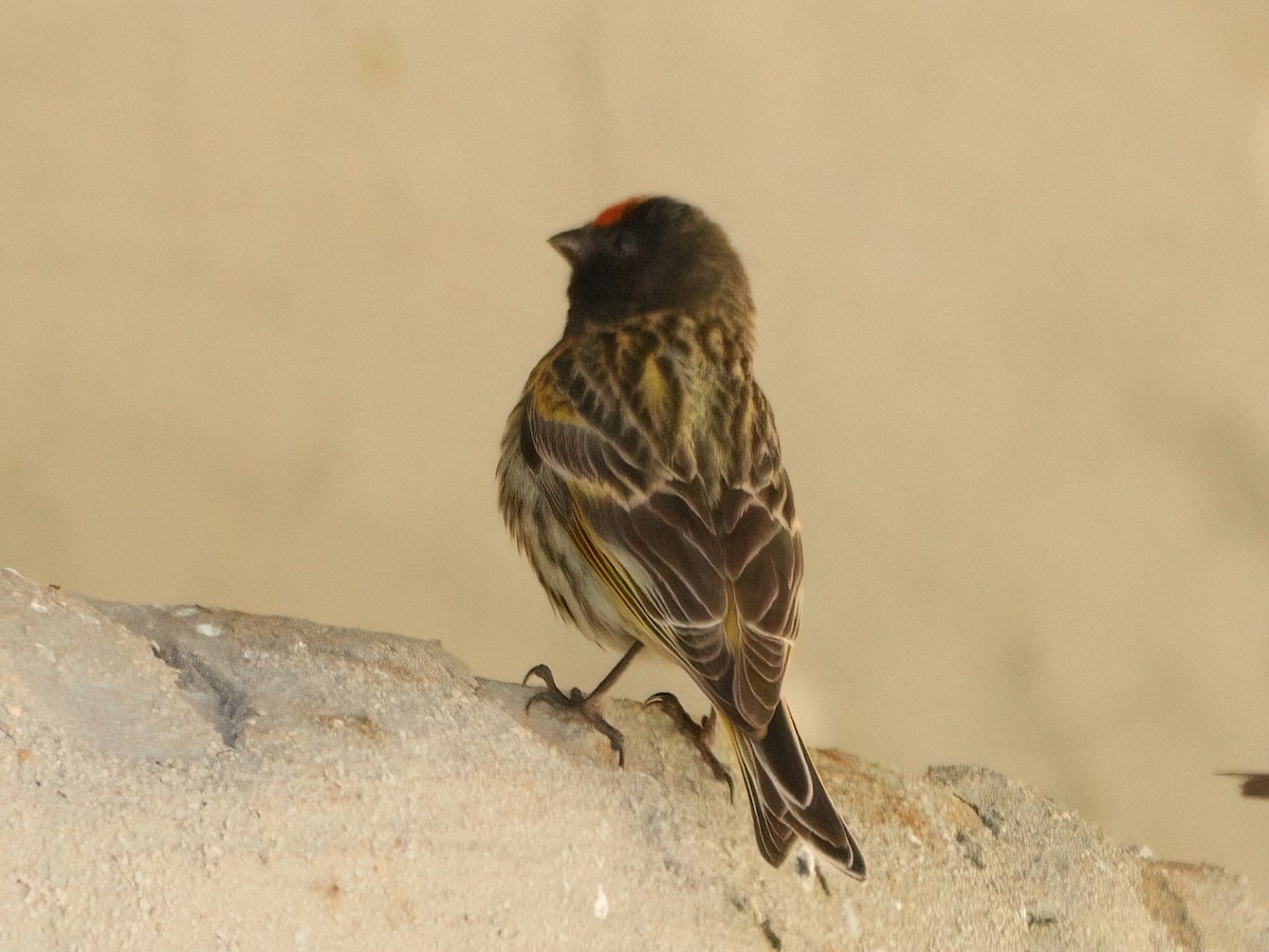 Fire-fronted Serin - ML619483858