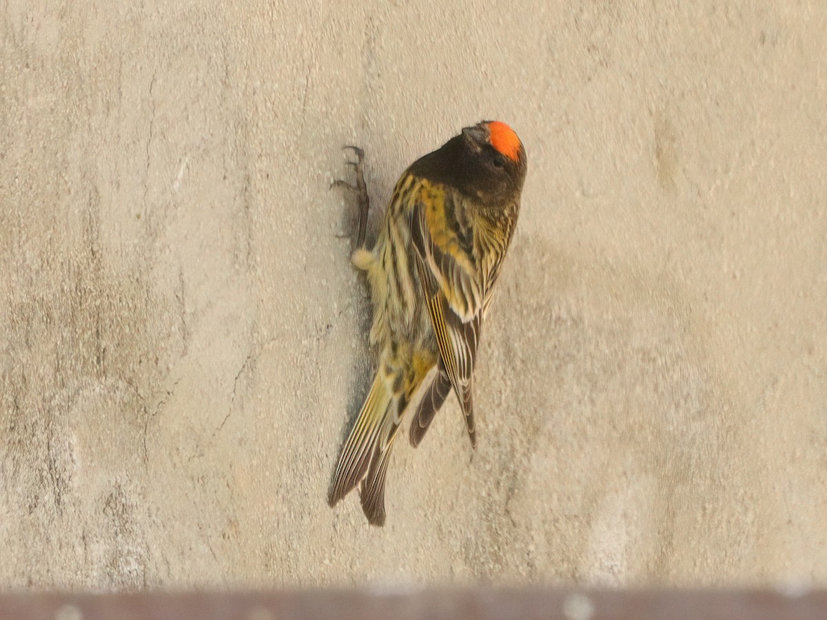 Fire-fronted Serin - ML619483859
