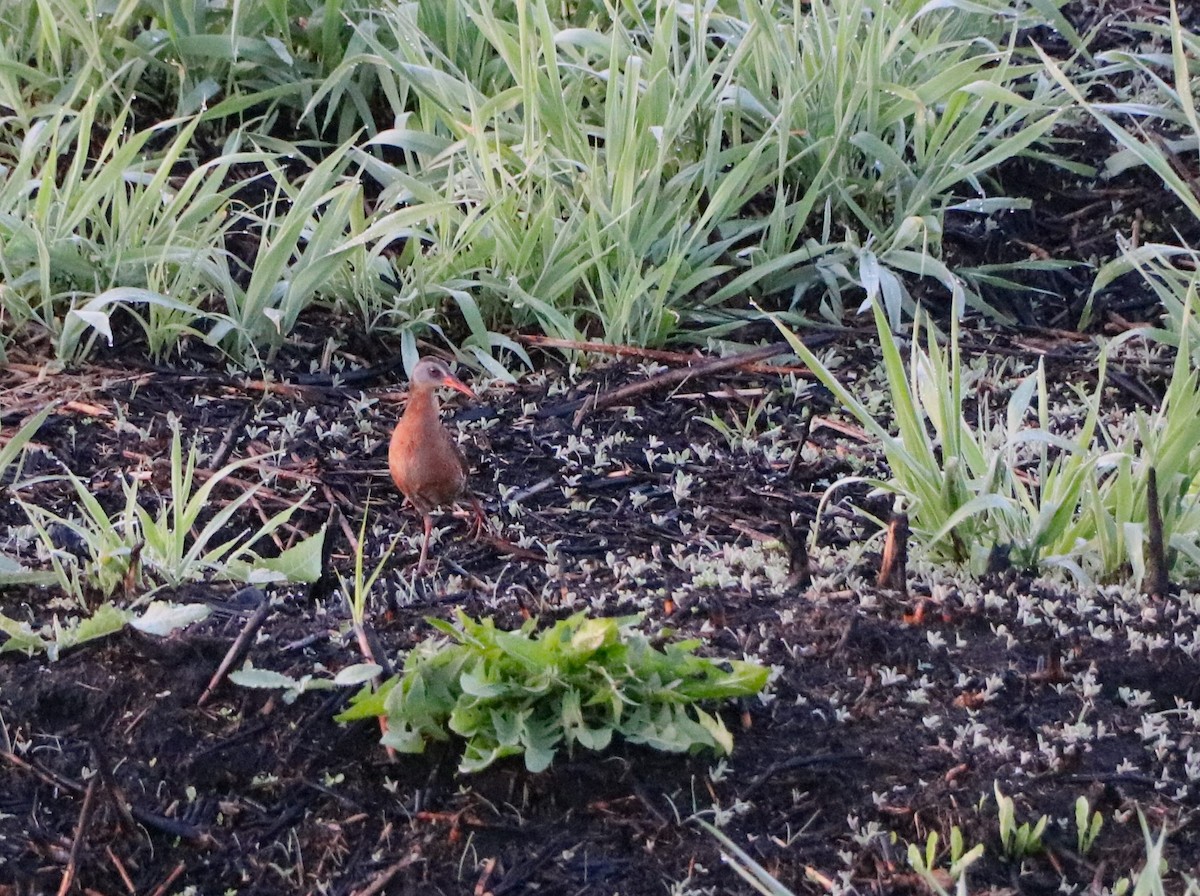 Virginia Rail - Lisa Maier