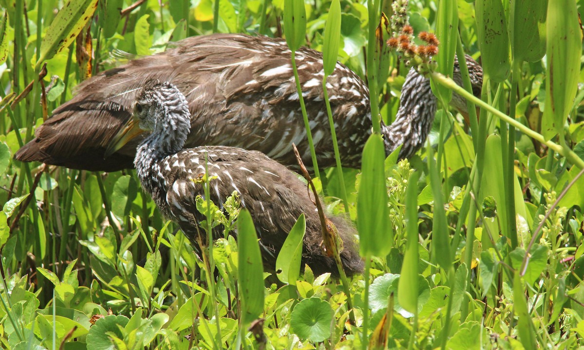 Limpkin - Mary Keim