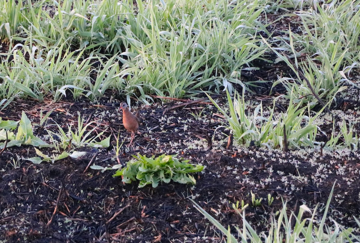 Virginia Rail - Lisa Maier