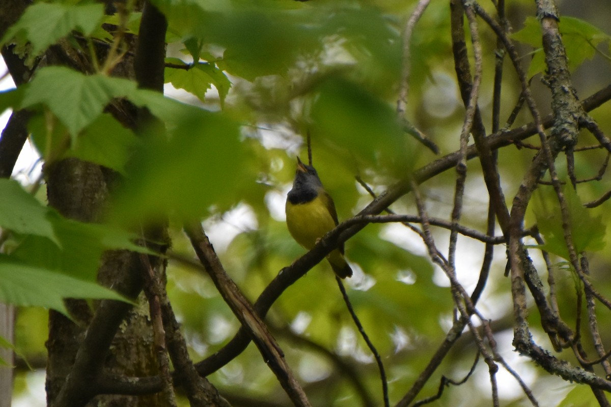 Mourning Warbler - Valerie Burdette