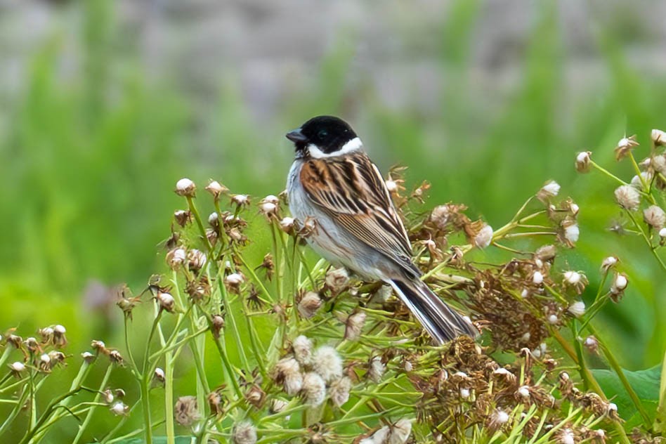 Reed Bunting - MASATO TAKAHASHI