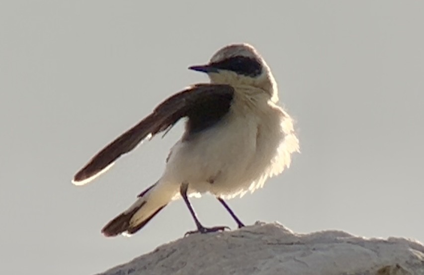 Eastern Black-eared Wheatear - Patrick Finch