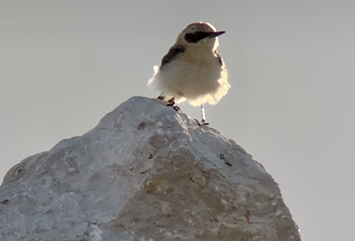 Eastern Black-eared Wheatear - Patrick Finch