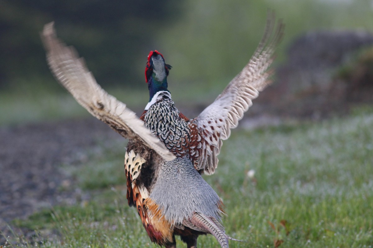 Ring-necked Pheasant - Lily Morello