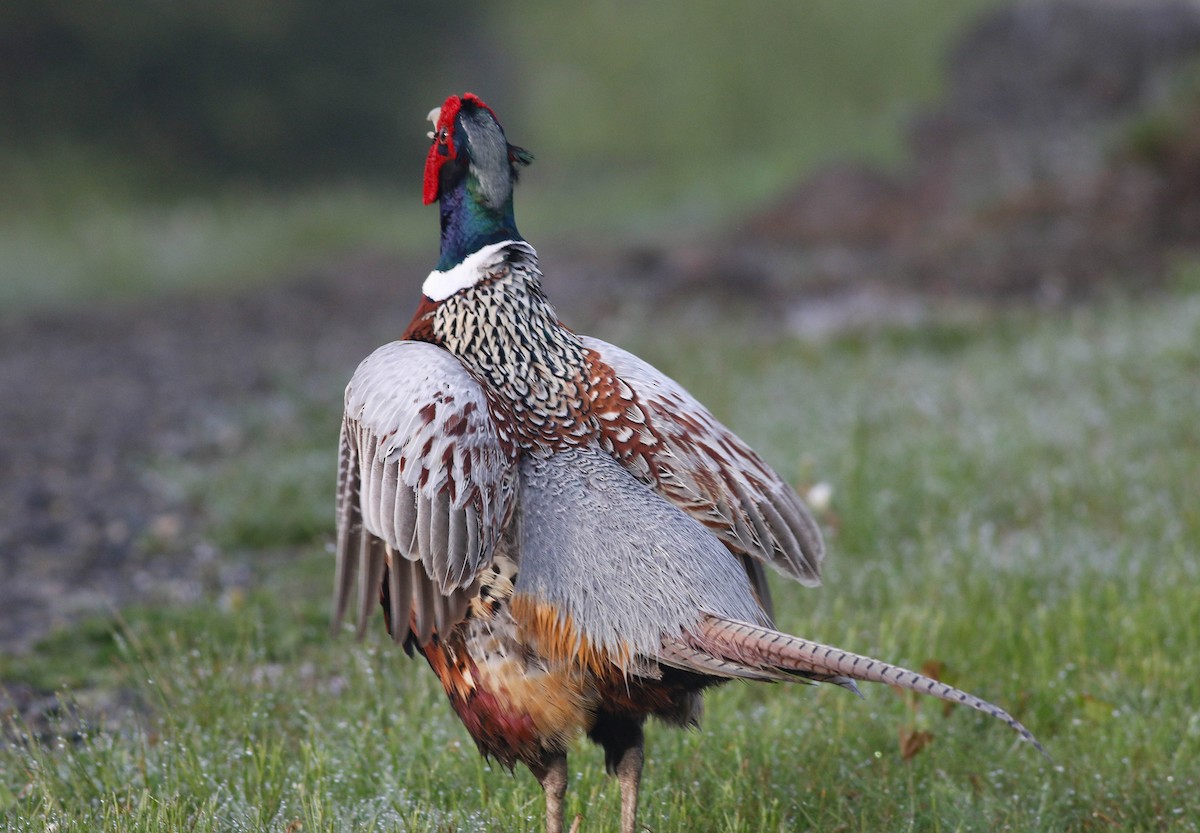 Ring-necked Pheasant - Lily Morello