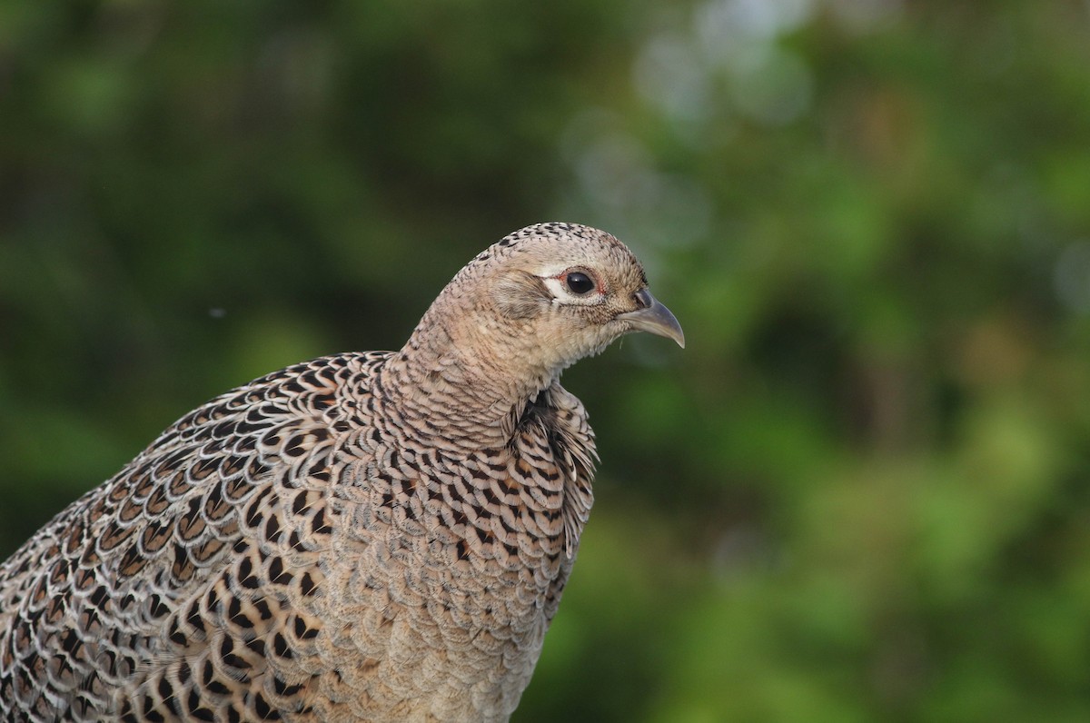 Ring-necked Pheasant - Lily Morello