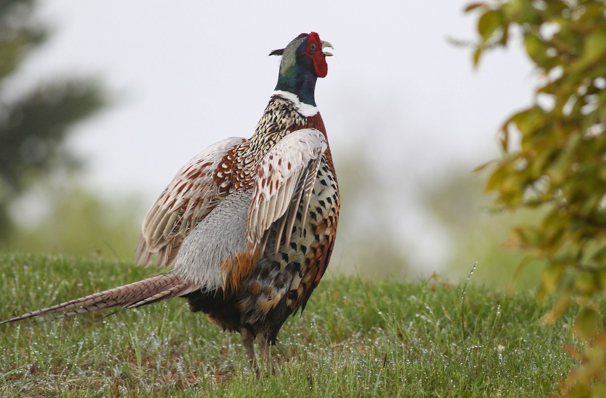 Ring-necked Pheasant - Lily Morello