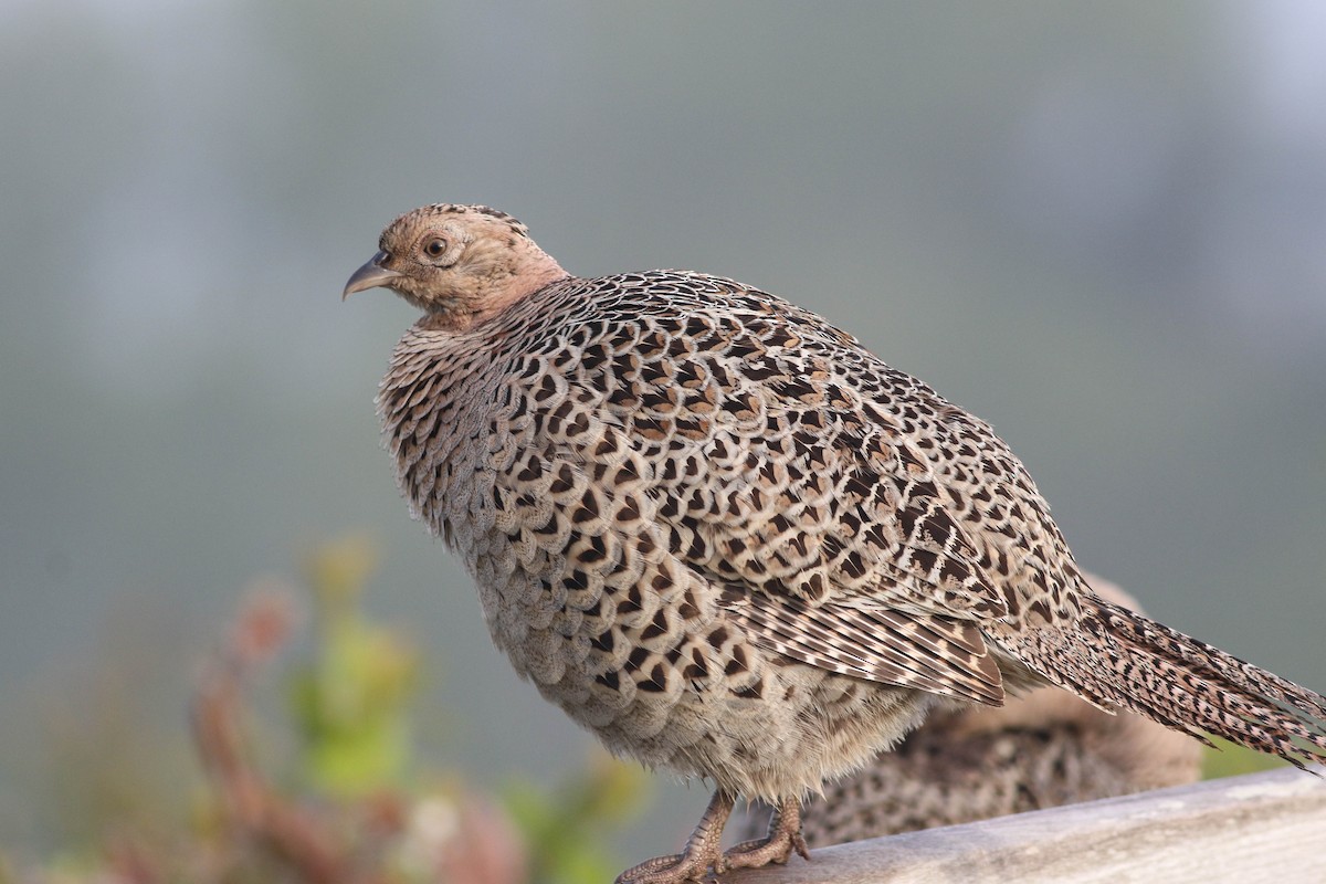 Ring-necked Pheasant - Lily Morello