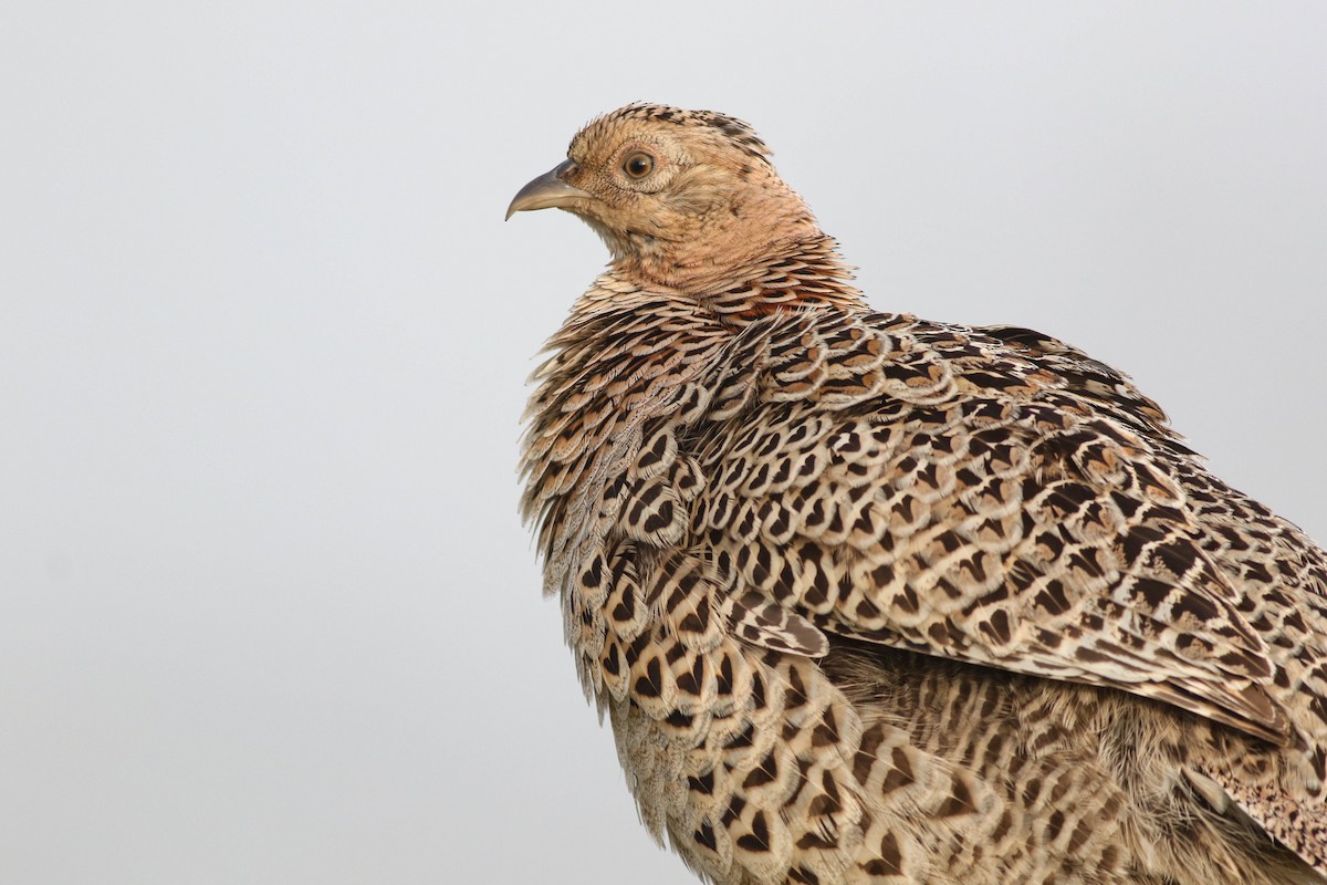 Ring-necked Pheasant - Lily Morello