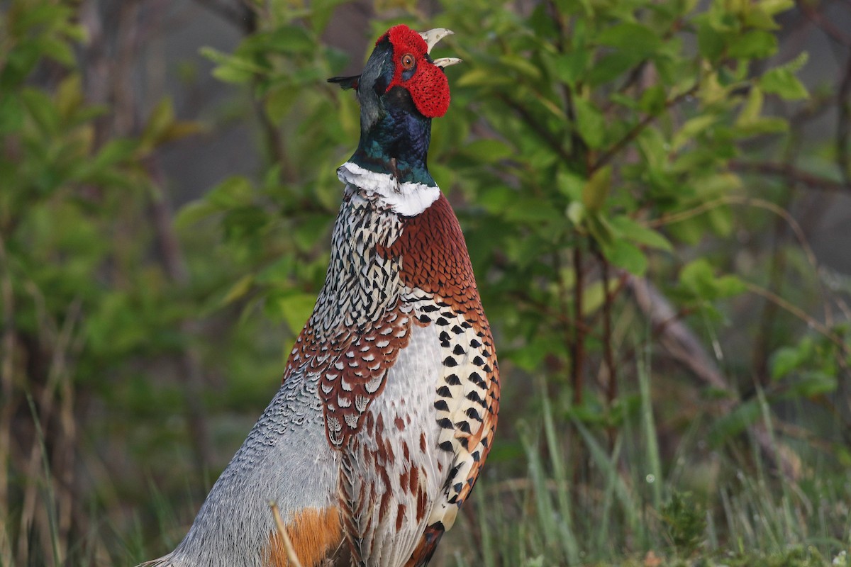 Ring-necked Pheasant - Lily Morello