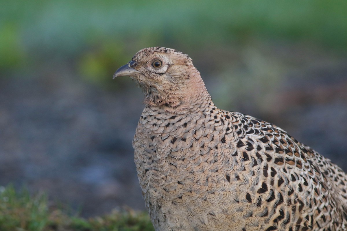 Ring-necked Pheasant - Lily Morello