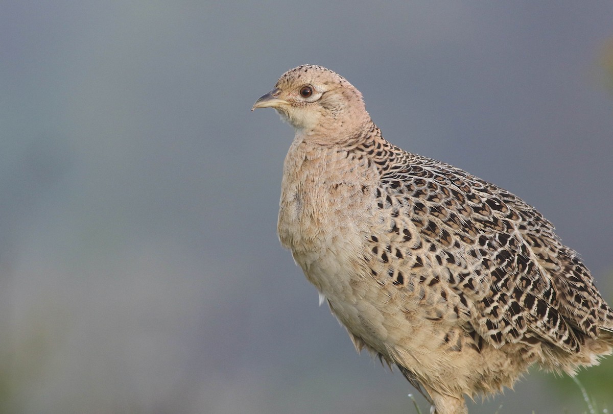 Ring-necked Pheasant - Lily Morello