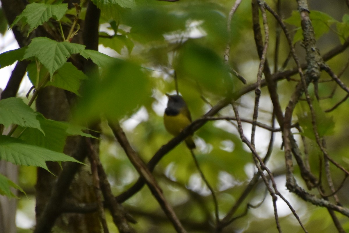 Mourning Warbler - Valerie Burdette