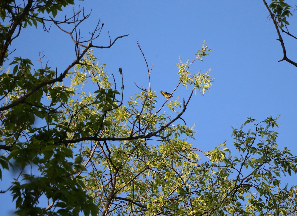 Nashville Warbler - Lisa Maier