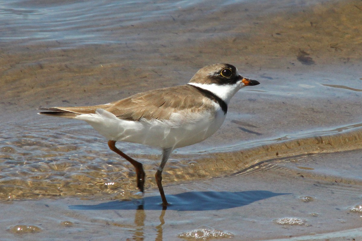 Semipalmated Plover - Mary Keim