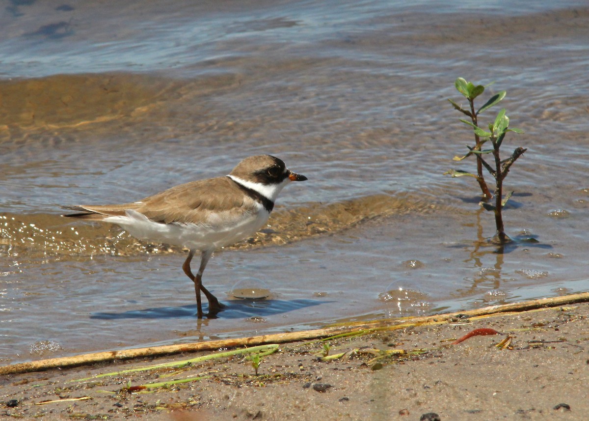 Semipalmated Plover - Mary Keim