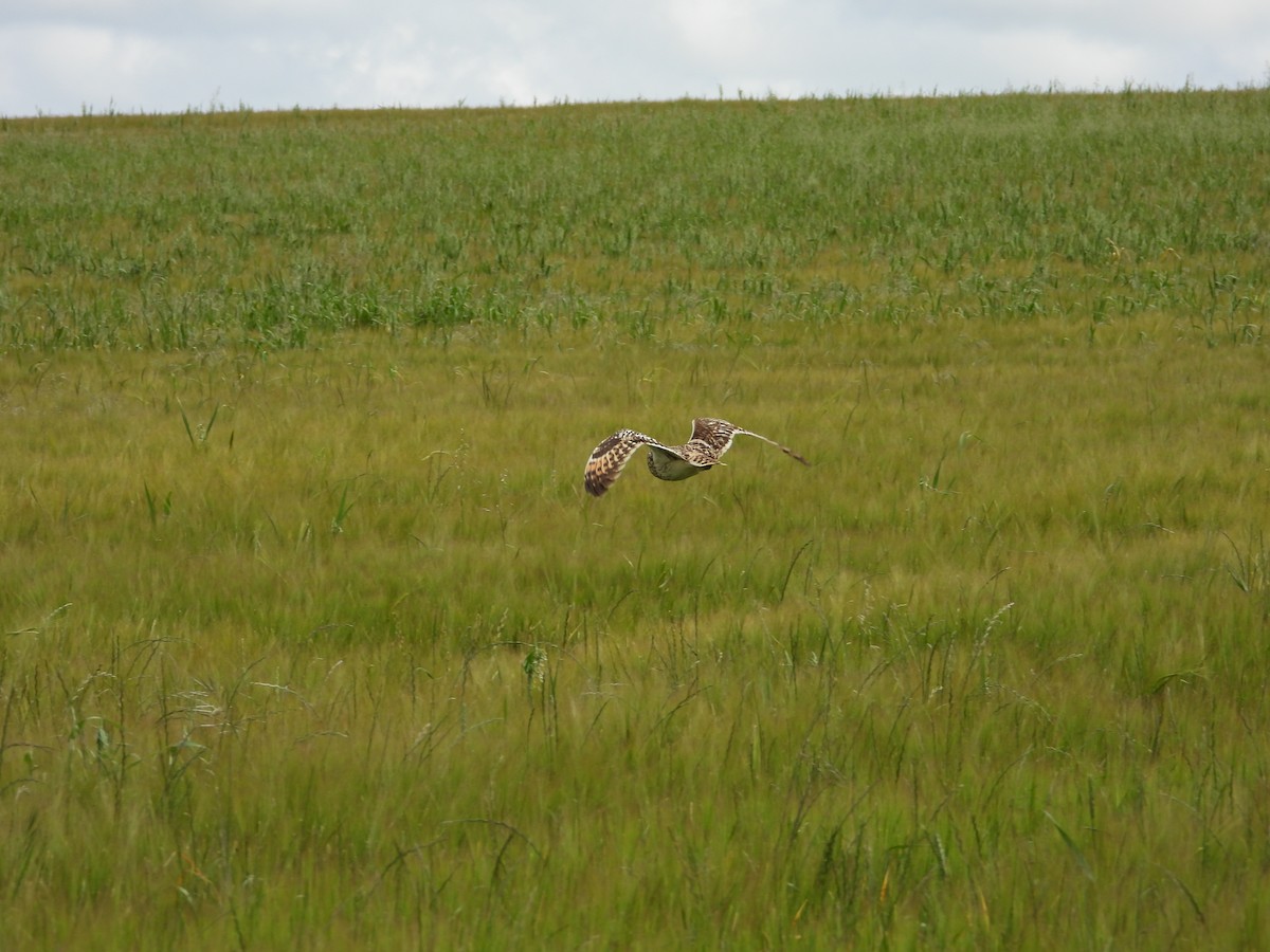 Short-eared Owl - ML619483912