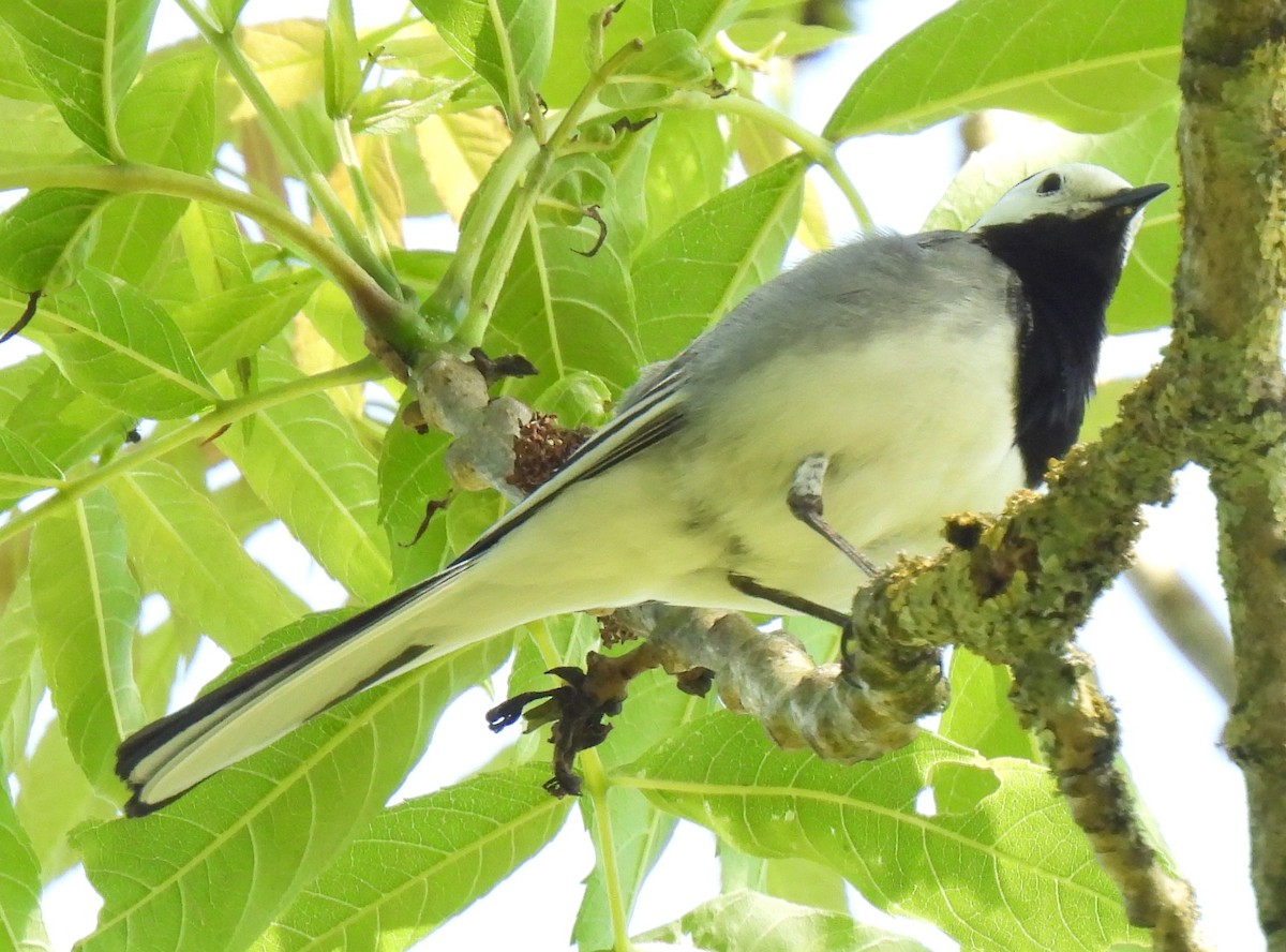 White Wagtail - Susanne Meidel