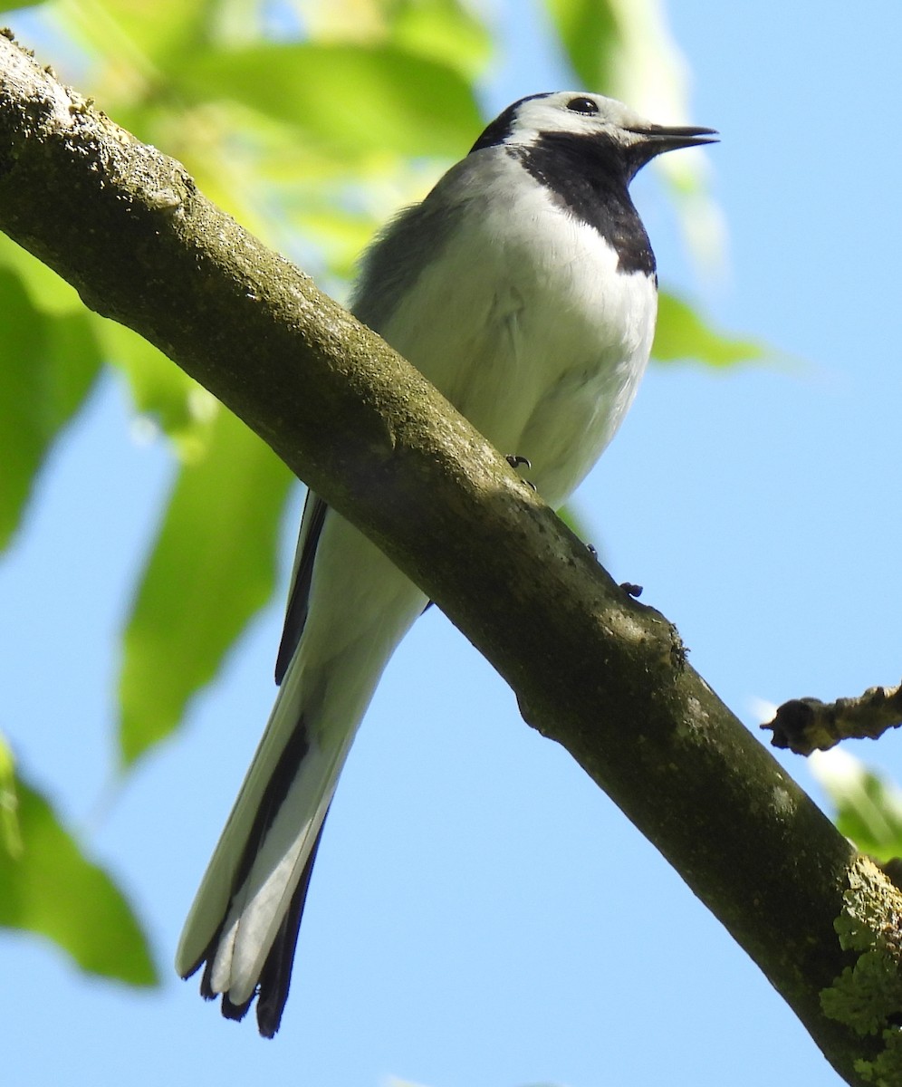 White Wagtail - Susanne Meidel