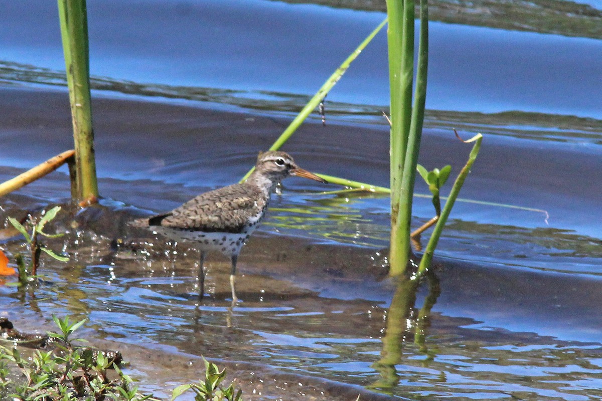 Spotted Sandpiper - Mary Keim