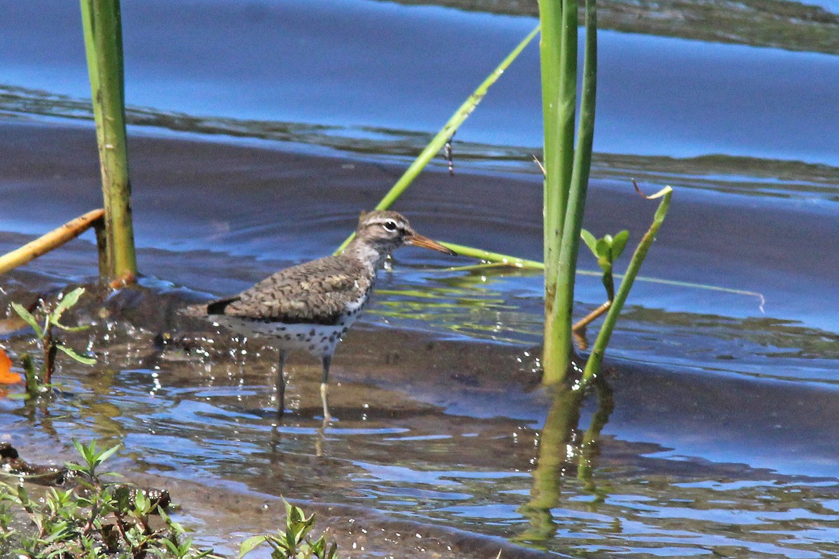 Spotted Sandpiper - ML619483925