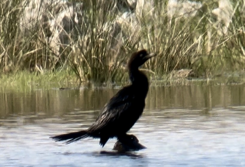 Pygmy Cormorant - ML619483926