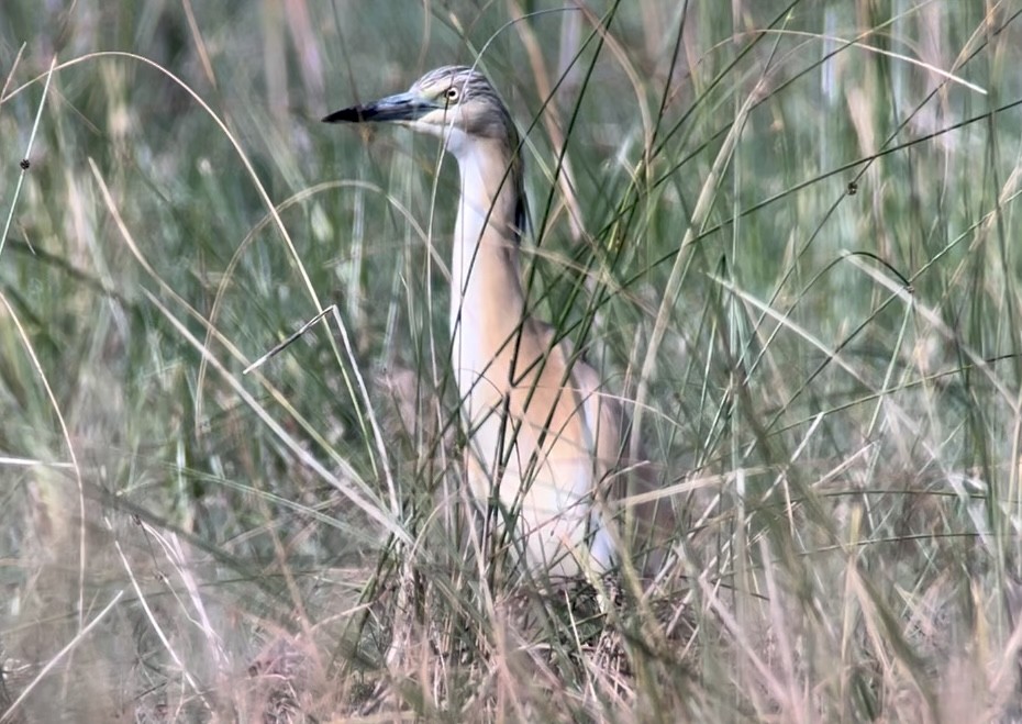 Squacco Heron - Patrick Finch