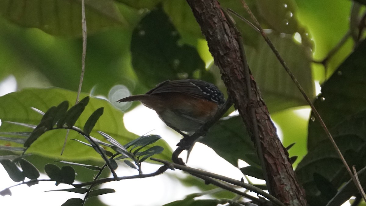 Peruvian Warbling-Antbird - ML619483933