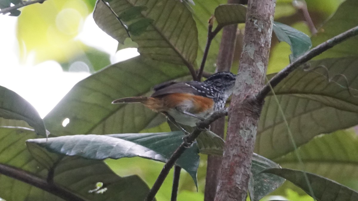 Peruvian Warbling-Antbird - ML619483935