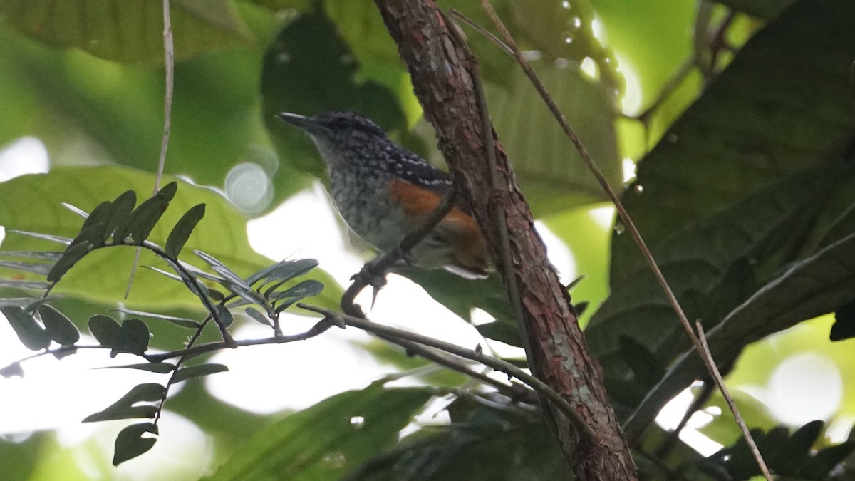 Peruvian Warbling-Antbird - ML619483936