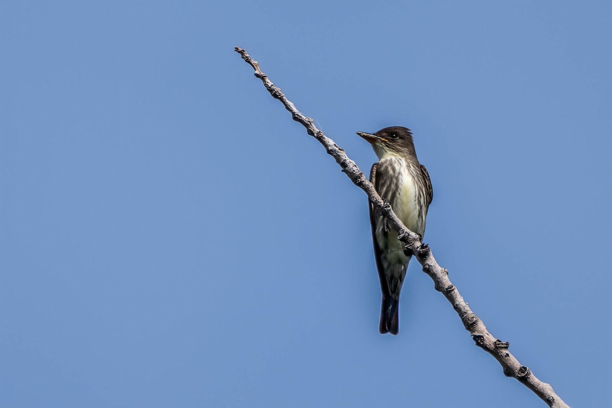 Olive-sided Flycatcher - Gustino Lanese