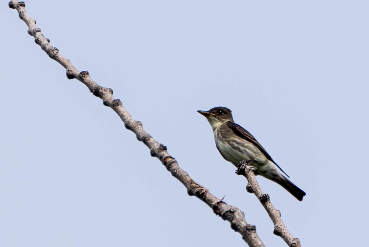 Olive-sided Flycatcher - Gustino Lanese