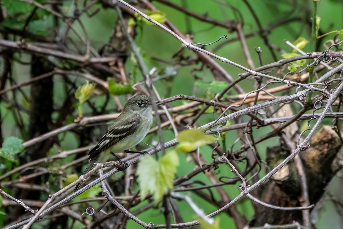 Willow Flycatcher - Gustino Lanese