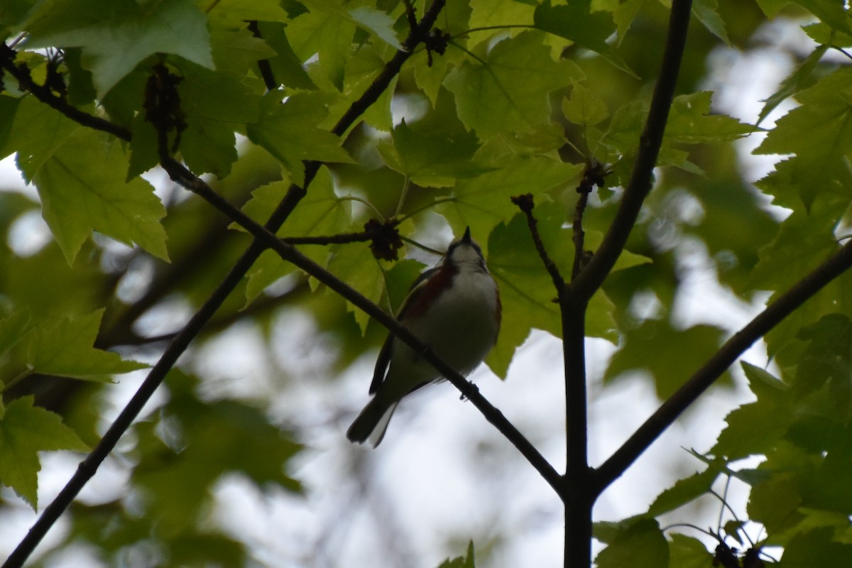 Chestnut-sided Warbler - Valerie Burdette