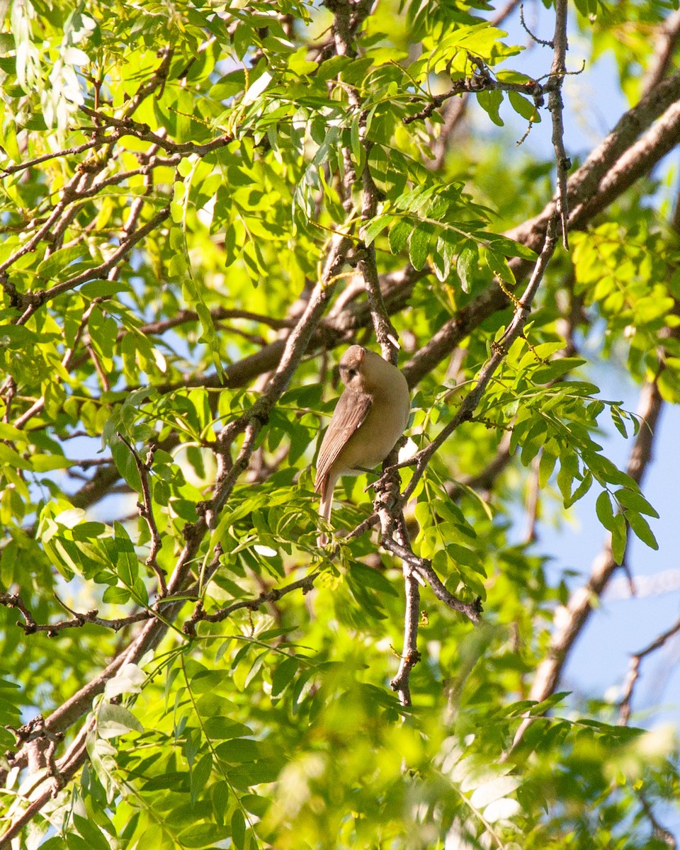 Warbling Vireo - ML619483954