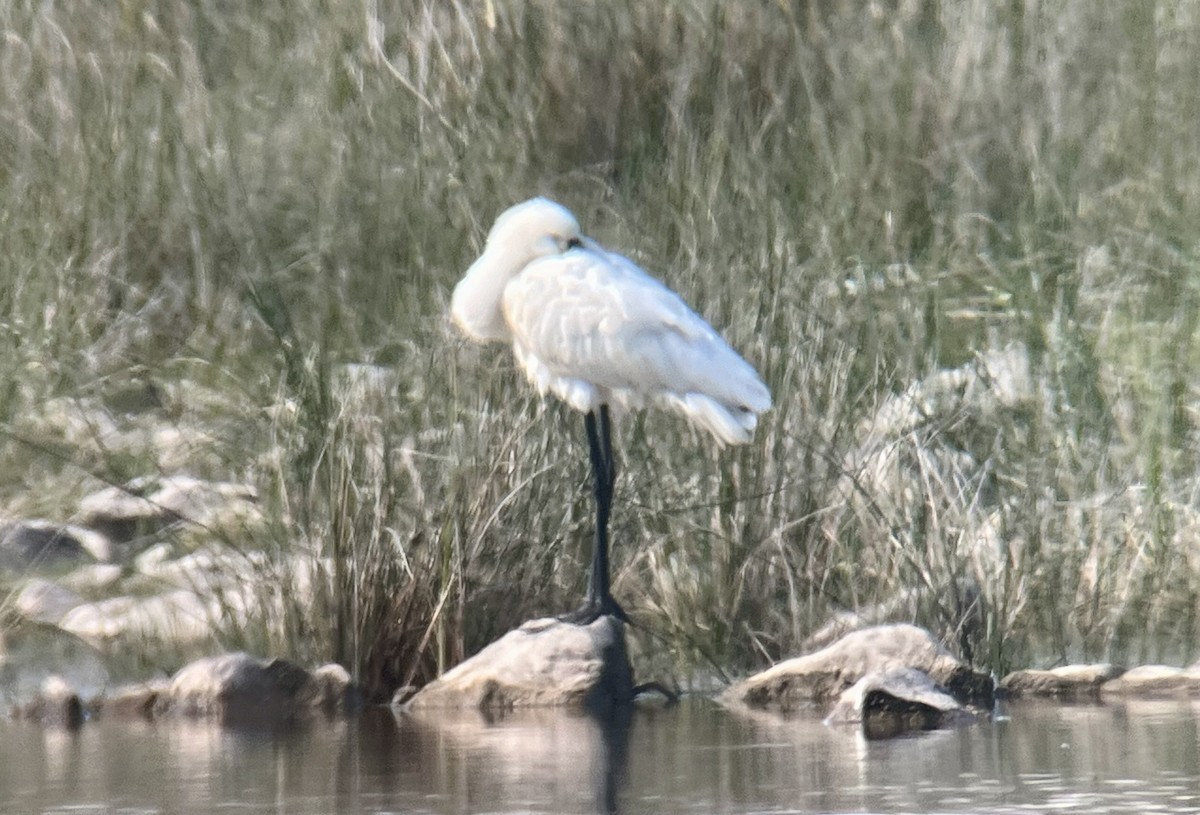 Eurasian Spoonbill - Patrick Finch