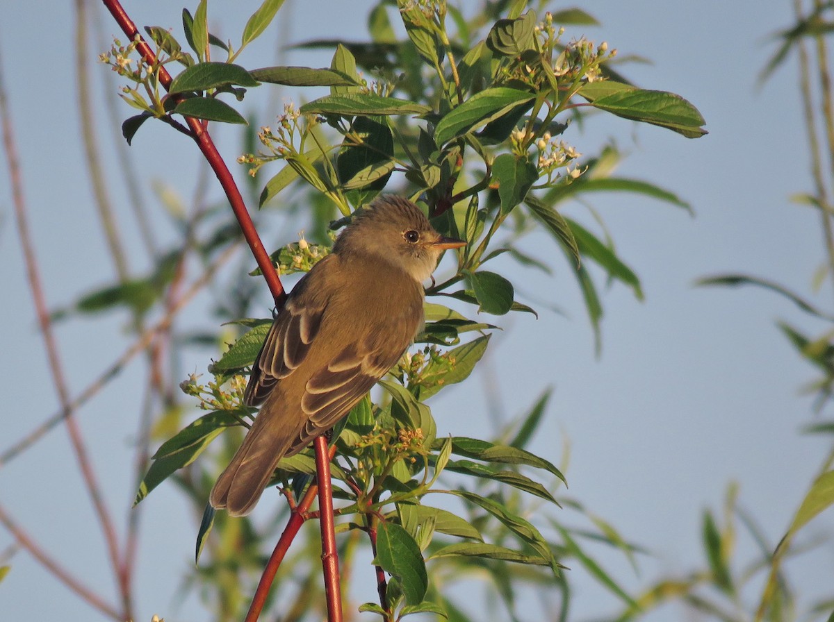 Willow Flycatcher - Thomas Schultz