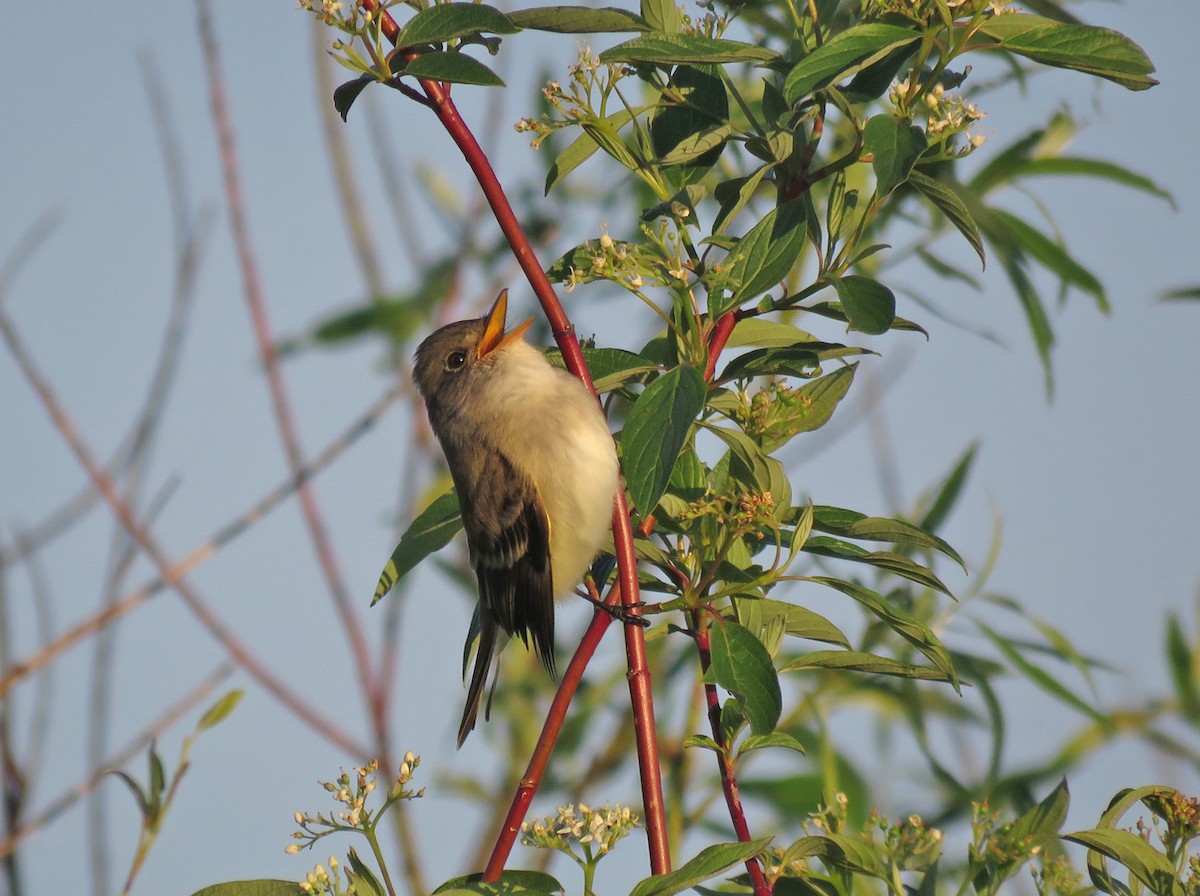 Willow Flycatcher - Thomas Schultz